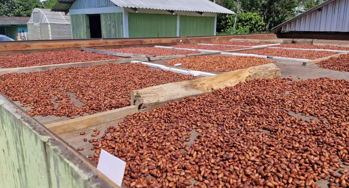 Pesquisa científica impulsiona produção de cacau e fortalece agricultura familiar em Rondônia