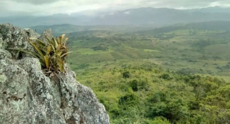 Pesquisador Indígena cataloga 175 plantas medicinais em território Pataxó Hã-Hã-Hãi
