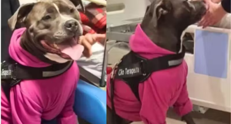 Pitbull terapeuta Moana encanta pacientes em hospital de Santa Catarina com afeto e “lambeijos” - News Rondônia