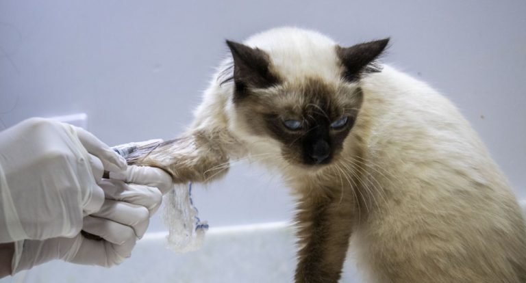Porto Velho terá clínica de bem-estar animal com atendimento veterinário gratuito - News Rondônia