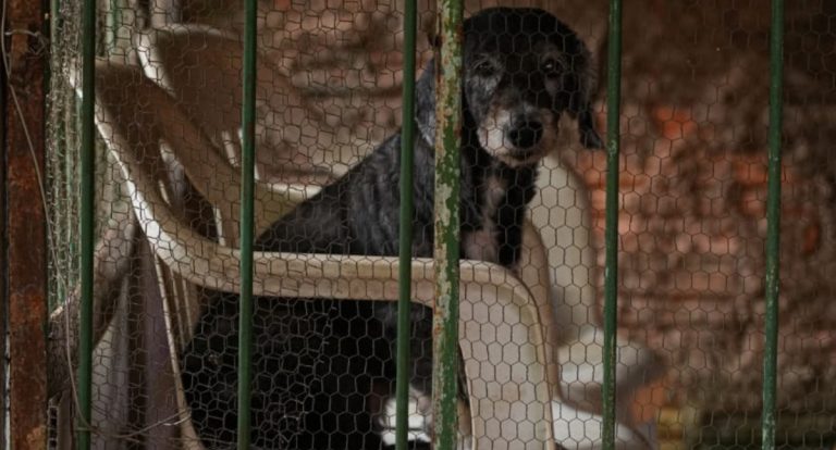 Porto Velho zera denúncias de maus-tratos a animais com fiscalização integrada e uso de tecnologia