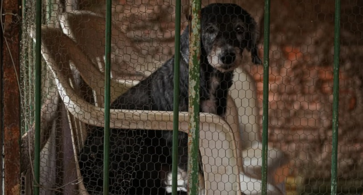Porto Velho zera denúncias de maus-tratos a animais com fiscalização integrada e uso de tecnologia