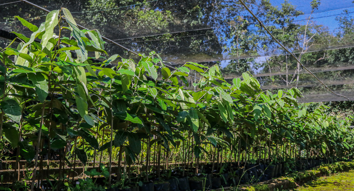 Prefeitura de Porto Velho e Estado firmam parceria para doar mudas frutíferas à aldeia Sakurabiat