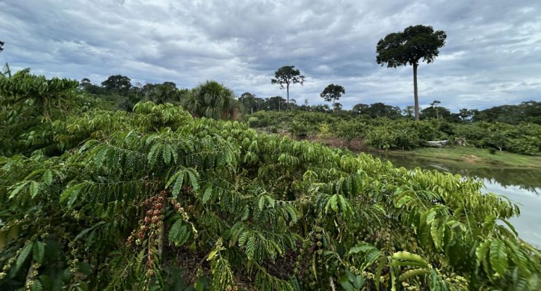 Prefeitura de Porto Velho reforça sustentabilidade no campo com programas de agroecologia e preservação ambiental
