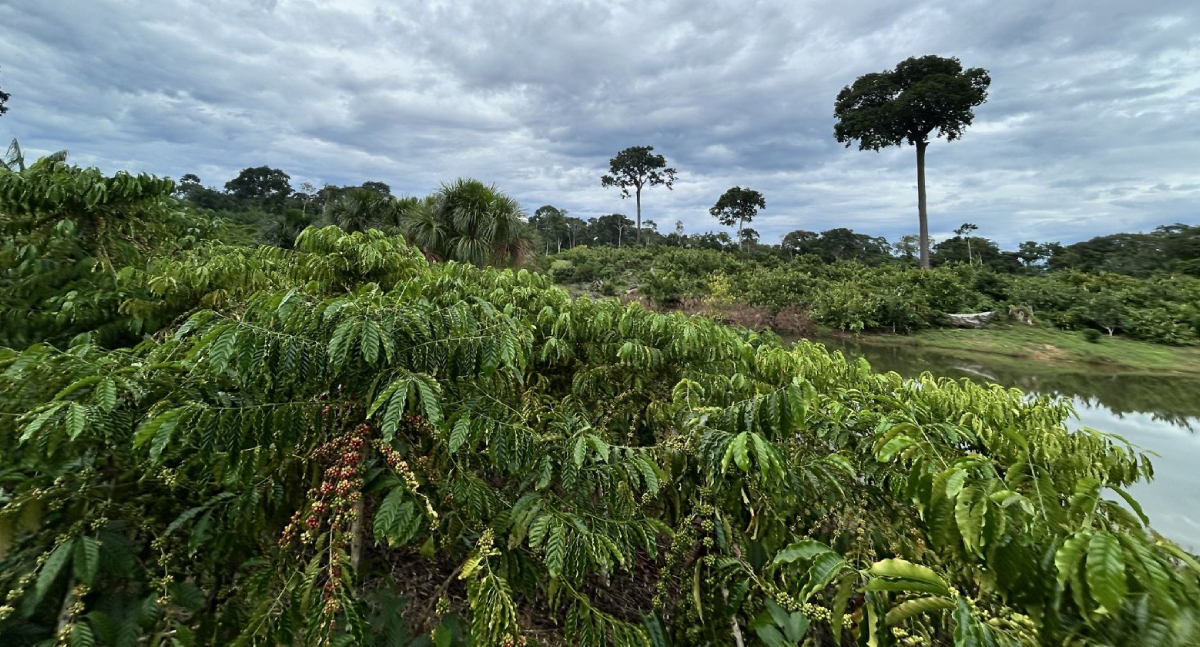 Prefeitura de Porto Velho reforça sustentabilidade no campo com programas de agroecologia e preservação ambiental