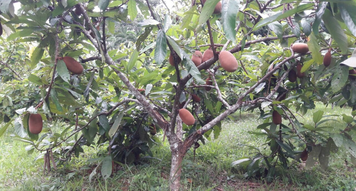 Produtor Manoel Pereira alia renda e sustentabilidade com apoio da Emater-RO em Nova Califórnia