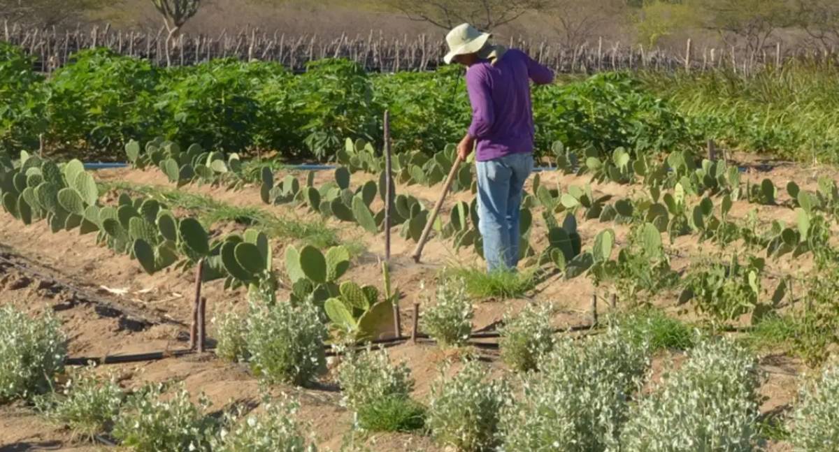 Rendimento rural cresce 5,5% no 1º trimestre e desemprego feminino cai