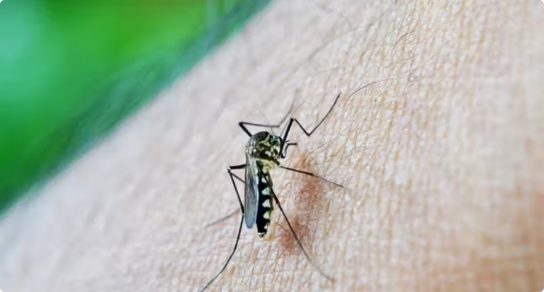 Repelente contra mosquito da dengue criado no Brasil protege por até quatro meses - News Rondônia