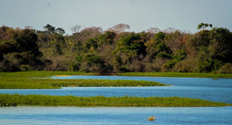 Rondônia dispara na produção agro e reduz desmatamento na Amazônia - News Rondônia