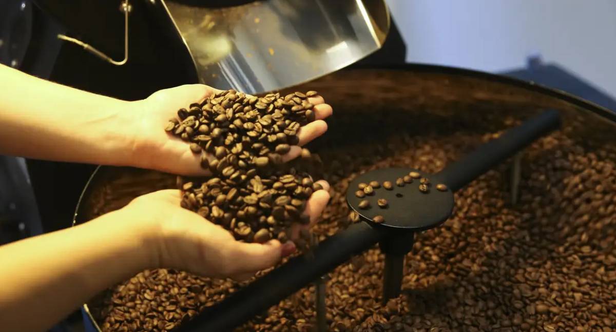 Setor Cafeeiro pode redirecionar produção por taxa dos EUA, diz Cepea