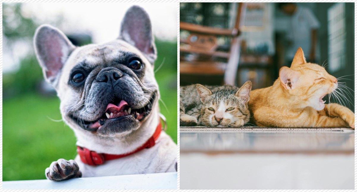 Fotos: Pexels