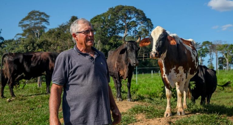 Vacas produzem mais leite em Rondônia com alimentação diferenciada e mudam a realidade do campo - News Rondônia