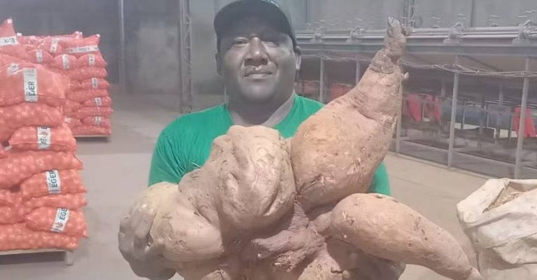 Agricultor colhe batata-doce gigante de 35 kg em Santa Juliana, MG - News Rondônia