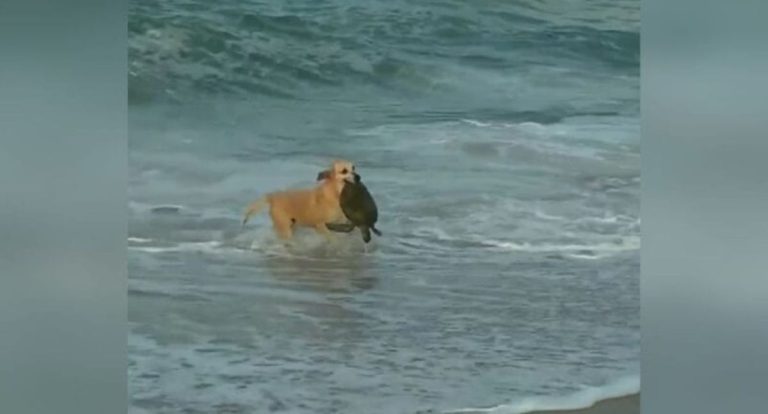Cachorra caramelo resgata tartaruga no mar - News Rondônia