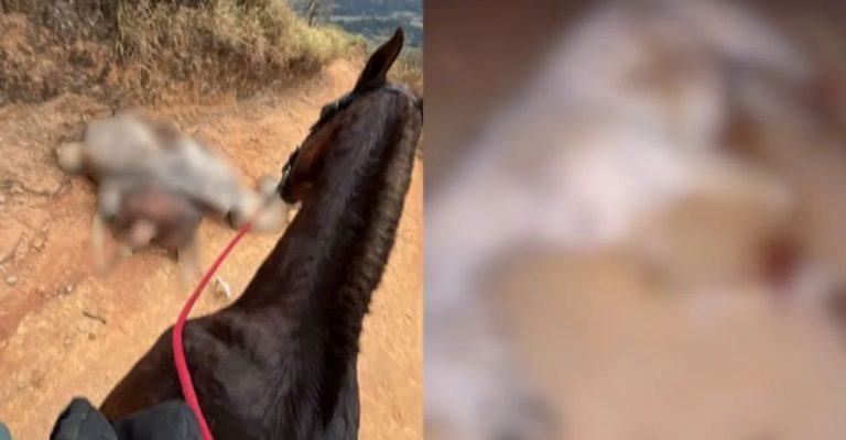 Cavalo mutilado em Bananal morreu por exaustão após 15 km de cavalgada, diz Polícia - News Rondônia