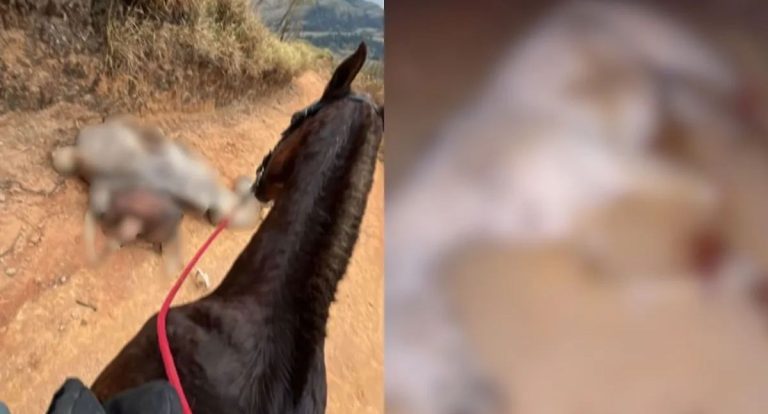 Cavalo mutilado: suspeito confessa crime, mas não é preso pela Polícia Civil - News Rondônia