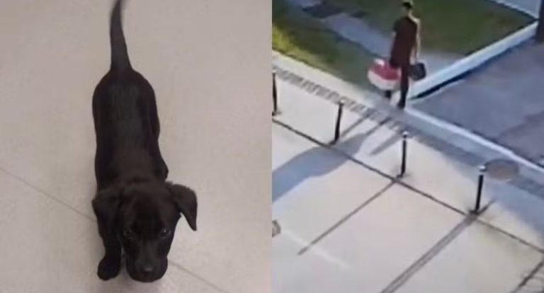 Homem que abandonou cão no aeroporto de SC é preso em Brasília por maus-tratos - News Rondônia