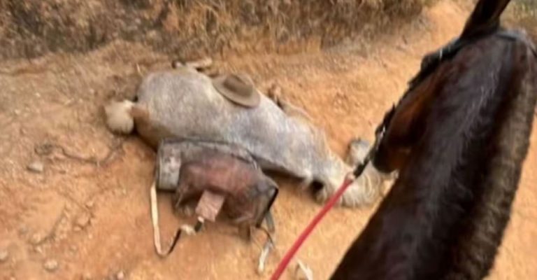 Homem que cortou patas de cavalo diz que estava alcoolizado e se arrepende do ato cruel - News Rondônia
