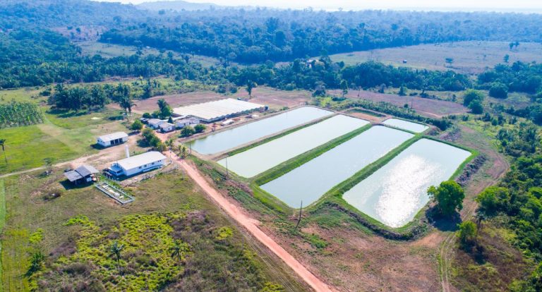 Parceria entre Jirau Energia e Embrapa completa 13 anos e impulsiona agricultura familiar em Rondônia - News Rondônia