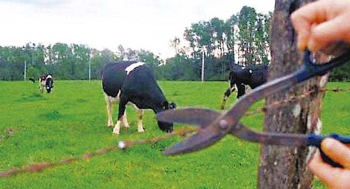 Polícia Militar frustra tentativa de furto de gado em Alta Floresta do Oeste