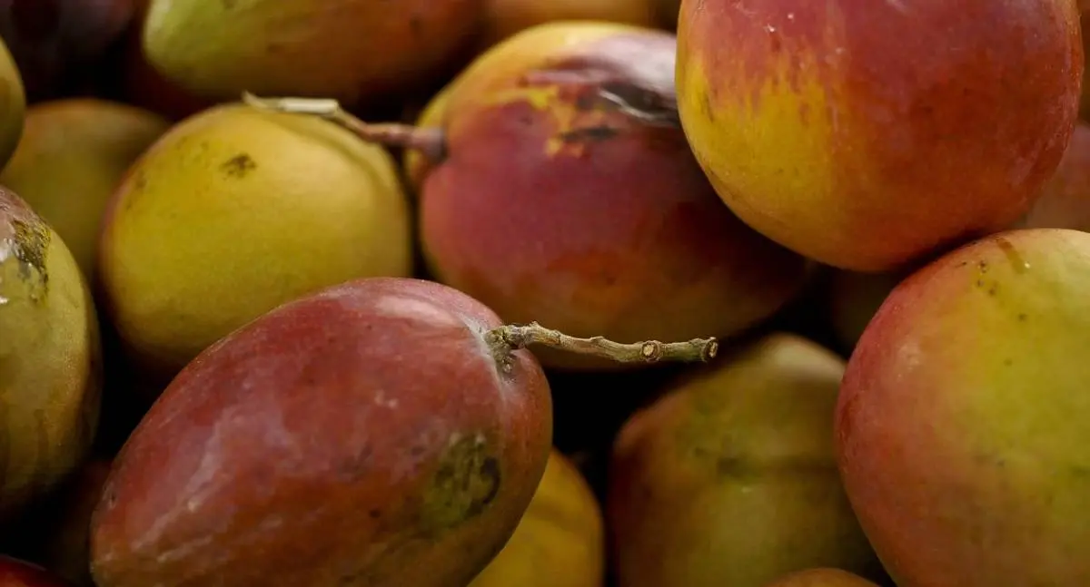 Abrafrutas apoia plano do governo, mas pede atenção a pequenos produtores