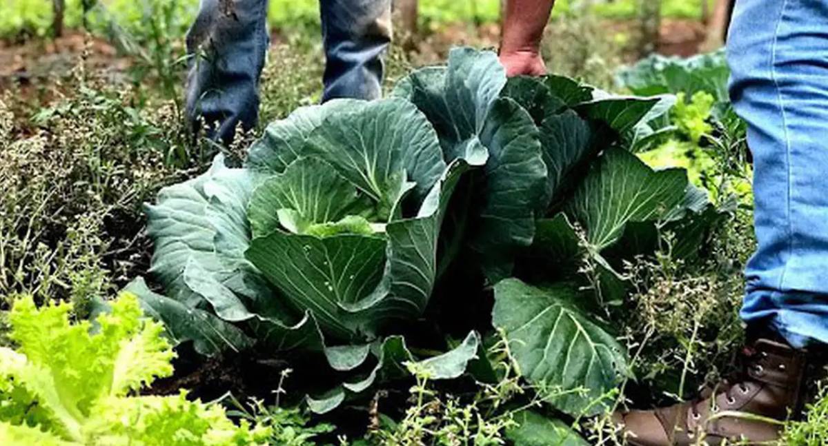 Agricultura familiar receberá R$ 60 milhões para bioinsumos