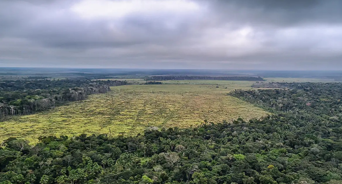 Amazonas lidera desmatamento da Amazônia em junho, apesar da queda geral