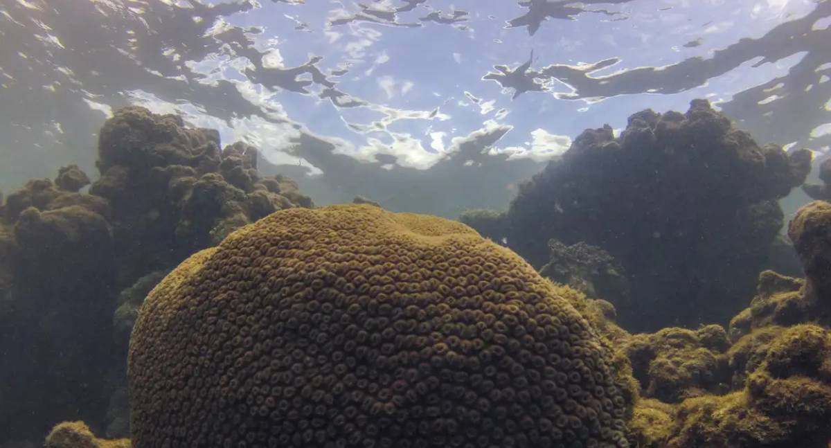 Análise indica que calor e acidez ameaçam ecossistemas marinhos
