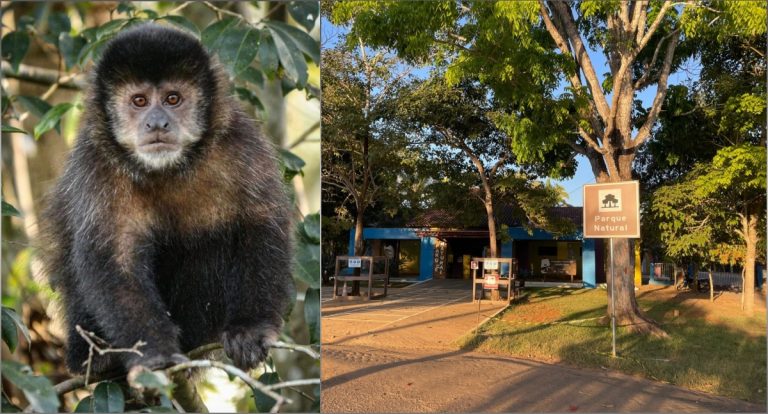 Após dois anos, macacos retornam ao Parque Natural como sinal de vida da floresta - News Rondônia