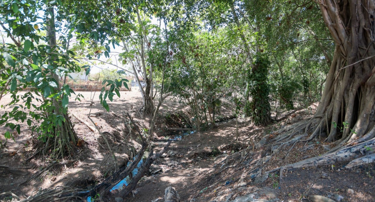 Bairro São João Bosco recebe limpeza inédita em área de preservação em Porto Velho