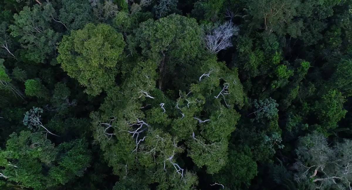 Brasil precisa elevar financiamento para florestas, aponta Estudo