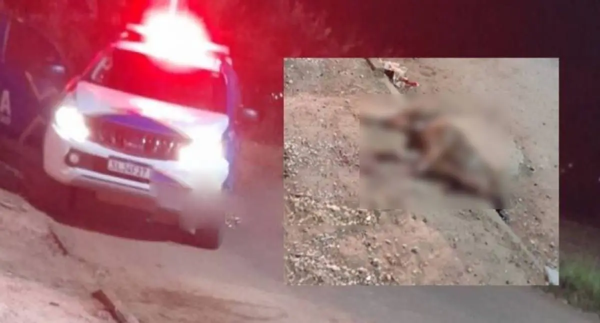 Cão da raça pit bull é abatido por PMs após ataques a animais e pessoas em Vilhena