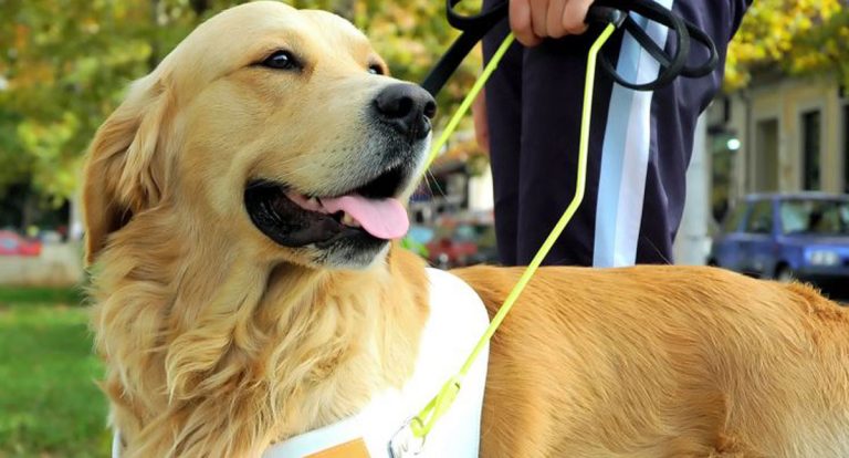 O papel silencioso dos animais que apoiam a saúde humana - News Rondônia
