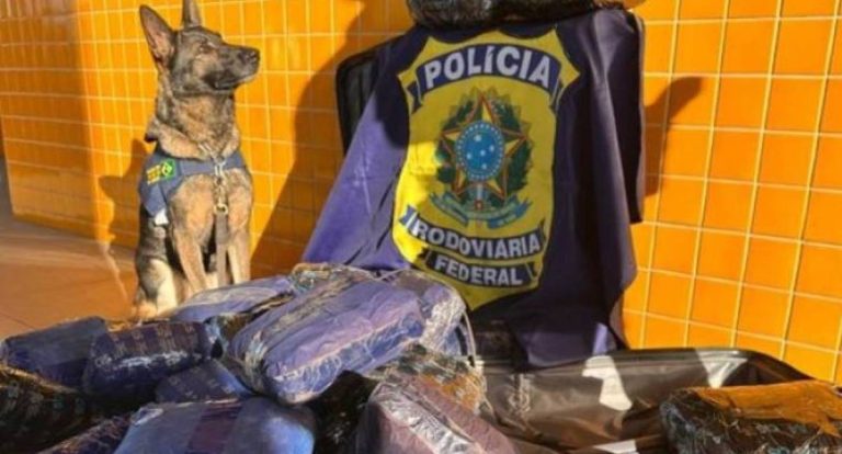 Casal que havia saído de Rondônia com 50 kg de “supermaconha” são presos no MT