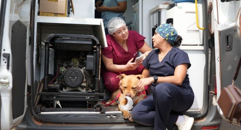 Castração de cães e gatos em Porto Velho é reforçada com exames pré-operatórios no Parque Circuito