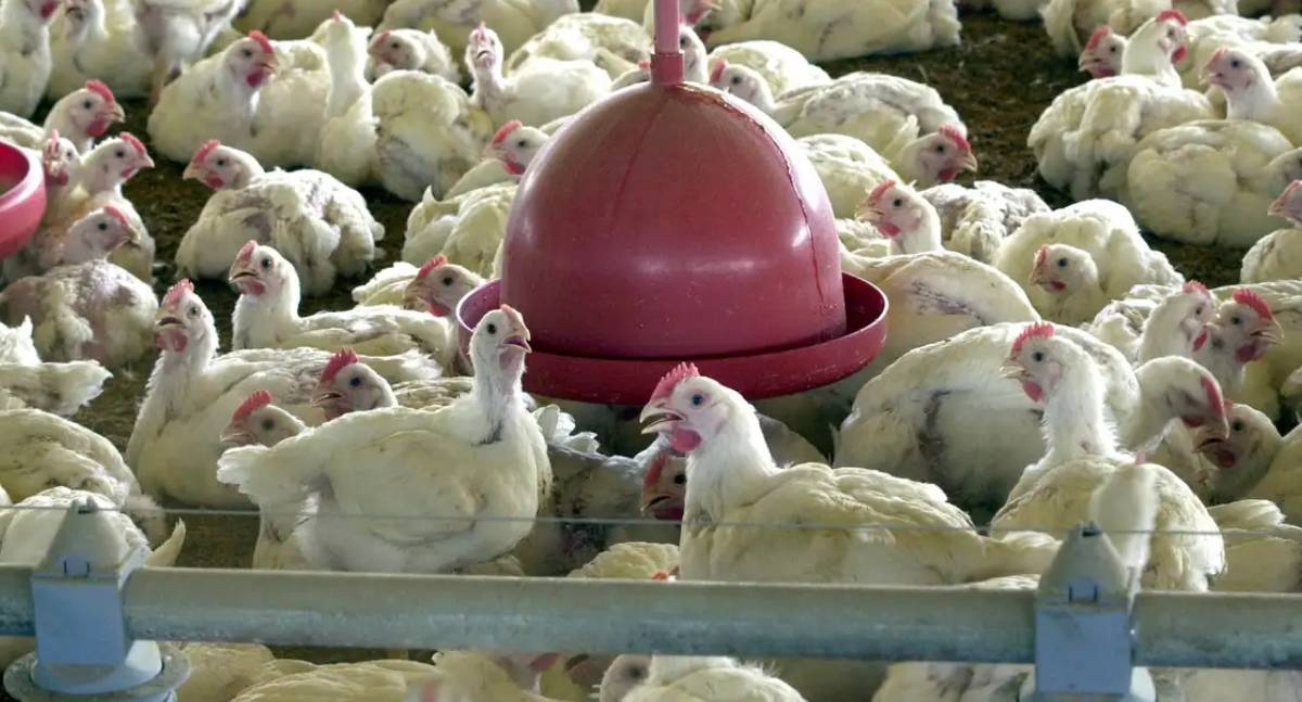 Chile e Arábia Saudita retomam importação de carne de frango do Brasil