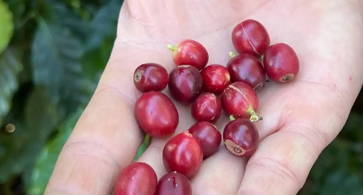 China autoriza 183 empresas brasileiras a exportar Café