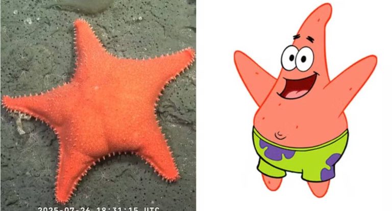 Cientistas encontram estrela-do-mar com 'bumbum' na Argentina