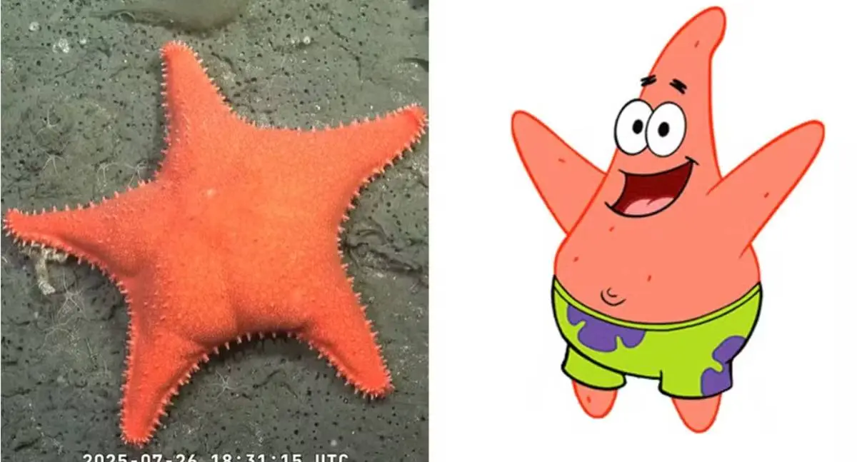 Cientistas encontram estrela-do-mar com 'bumbum' na Argentina