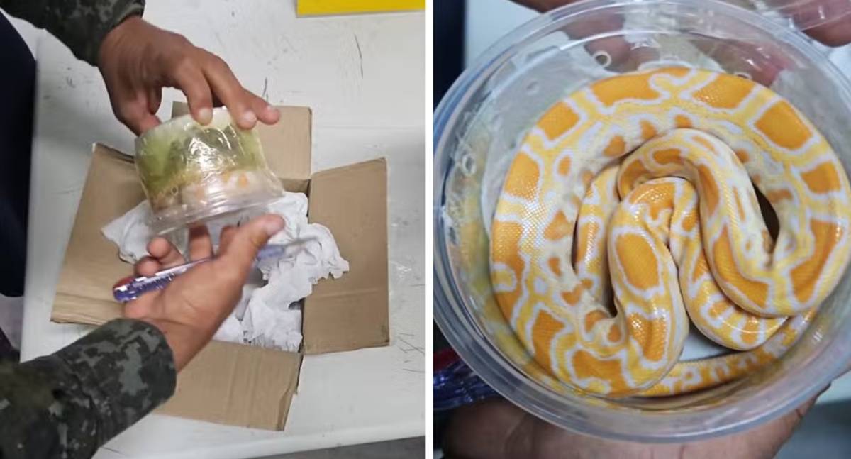 Cobra exótica é encontrada em caixa enviada pelos Correios