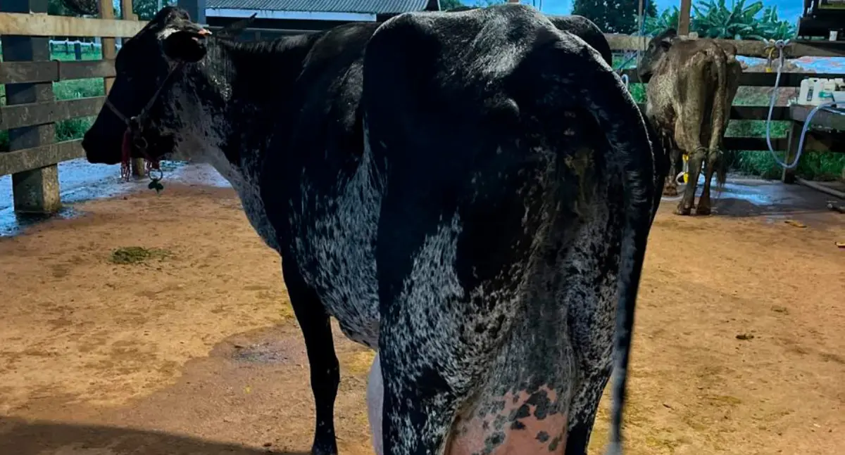 Com apoio do Governo de RO, produtores de Machadinho do Oeste vencem concurso leiteiro no Vale do Jamari