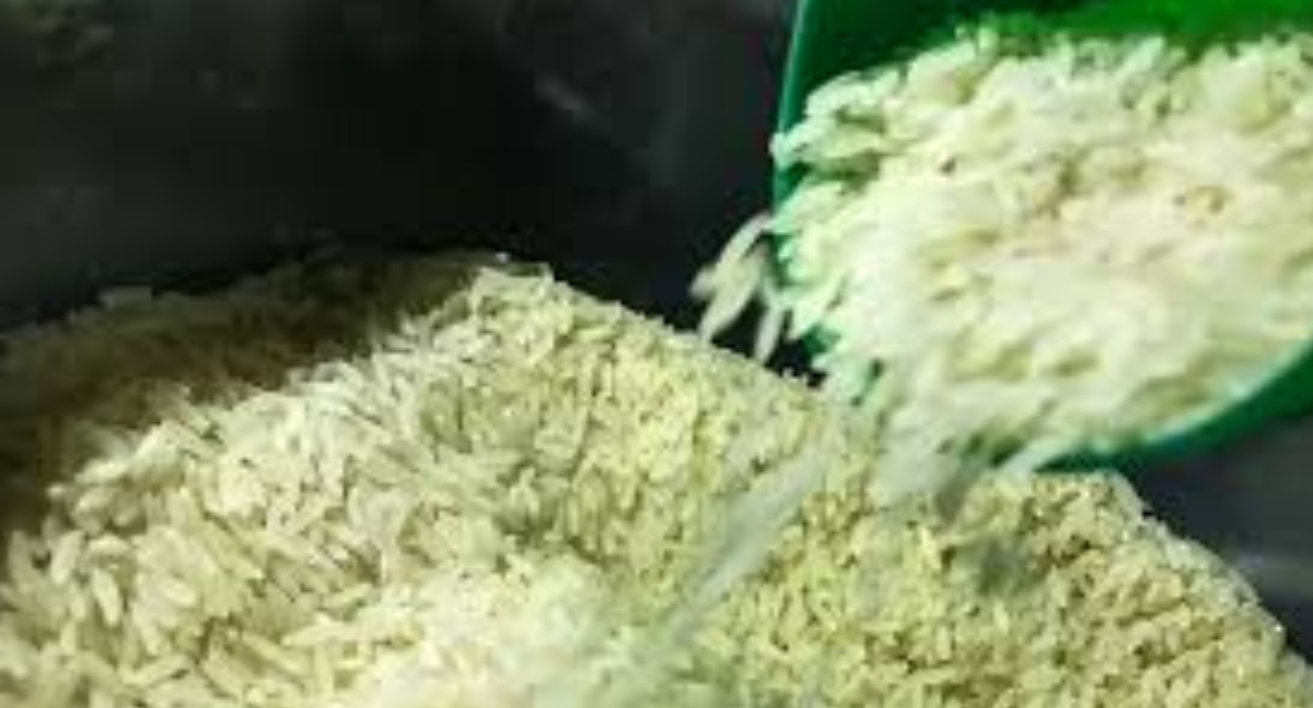 Conab realizará leilões de opção de venda de arroz para produtores familiares