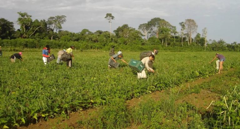 Créditos do Plano Safra no BNDES superam R$ 10 bilhões