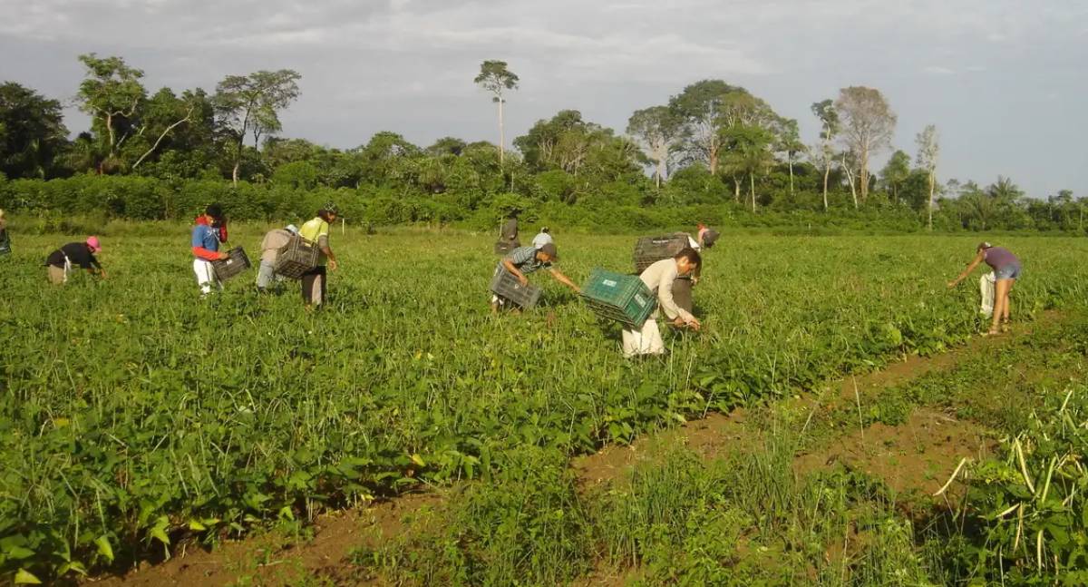 Créditos do Plano Safra no BNDES superam R$ 10 bilhões