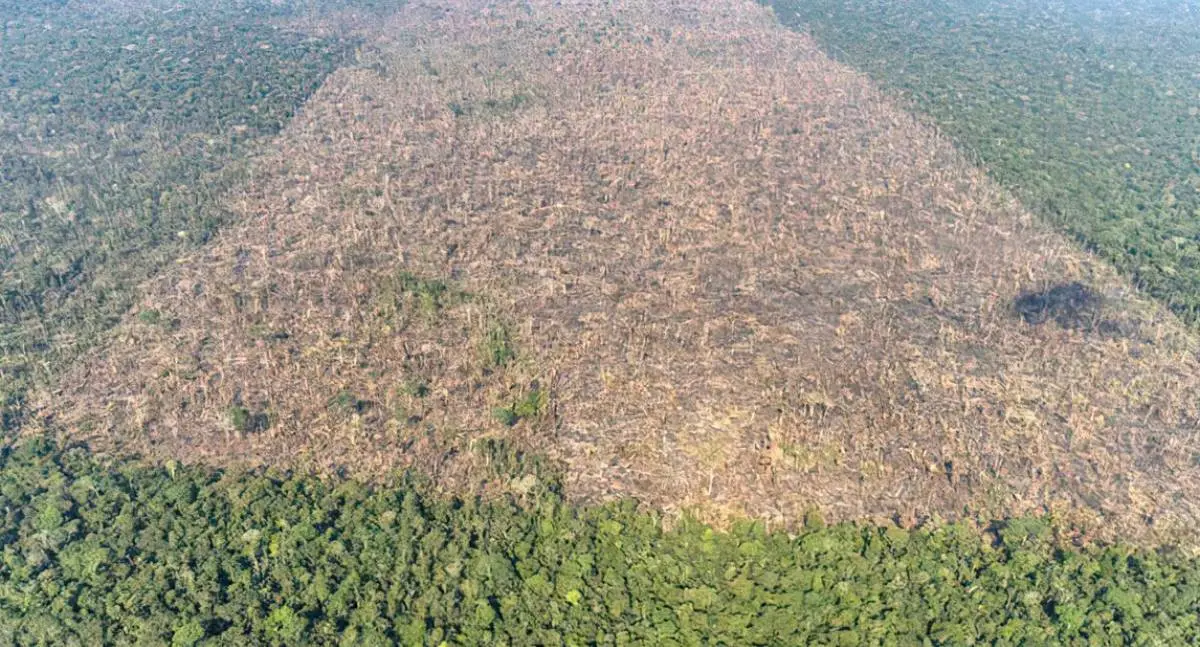 Desmatamento causa mais de 28 mil mortes anuais por calor, diz estudo