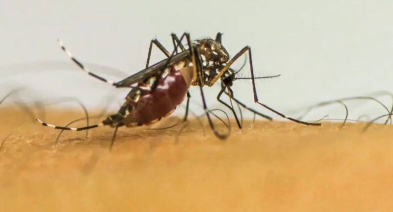 Doenças de mosquitos se tornam “novo normal” na Europa