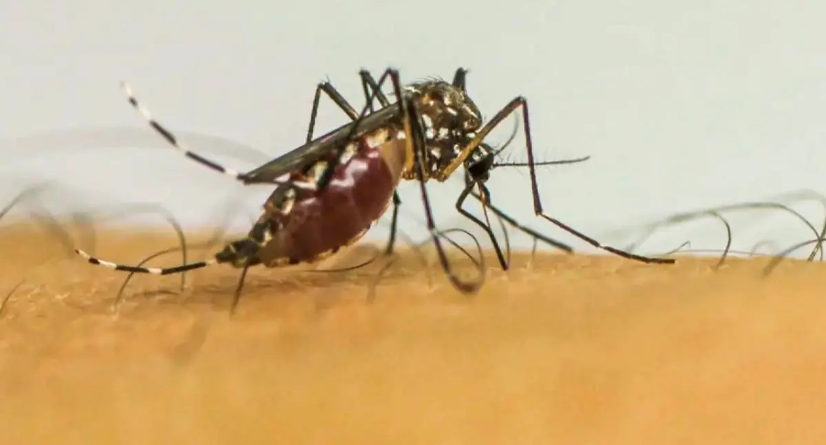 Doenças de mosquitos se tornam “novo normal” na Europa