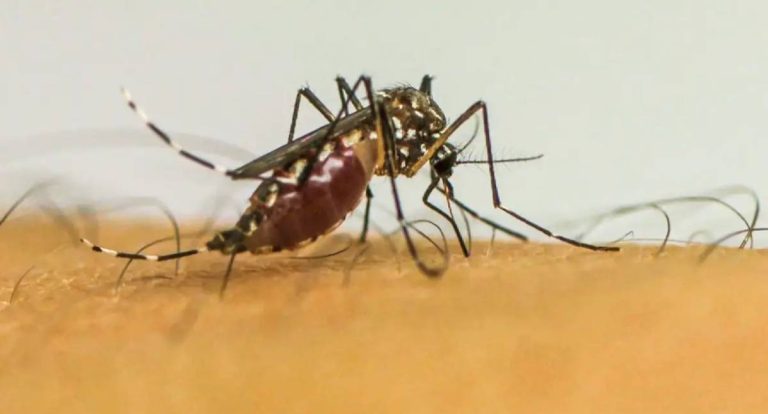 Doenças por mosquitos se tornam “novo normal” na Europa