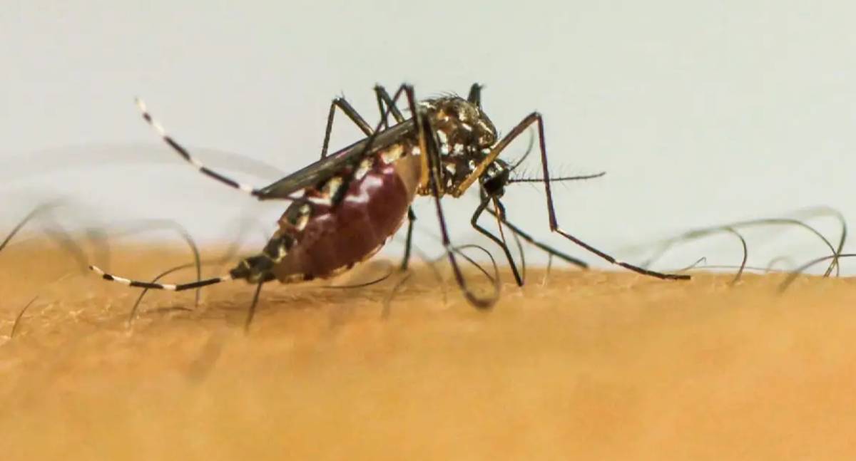 Doenças por mosquitos se tornam “novo normal” na Europa