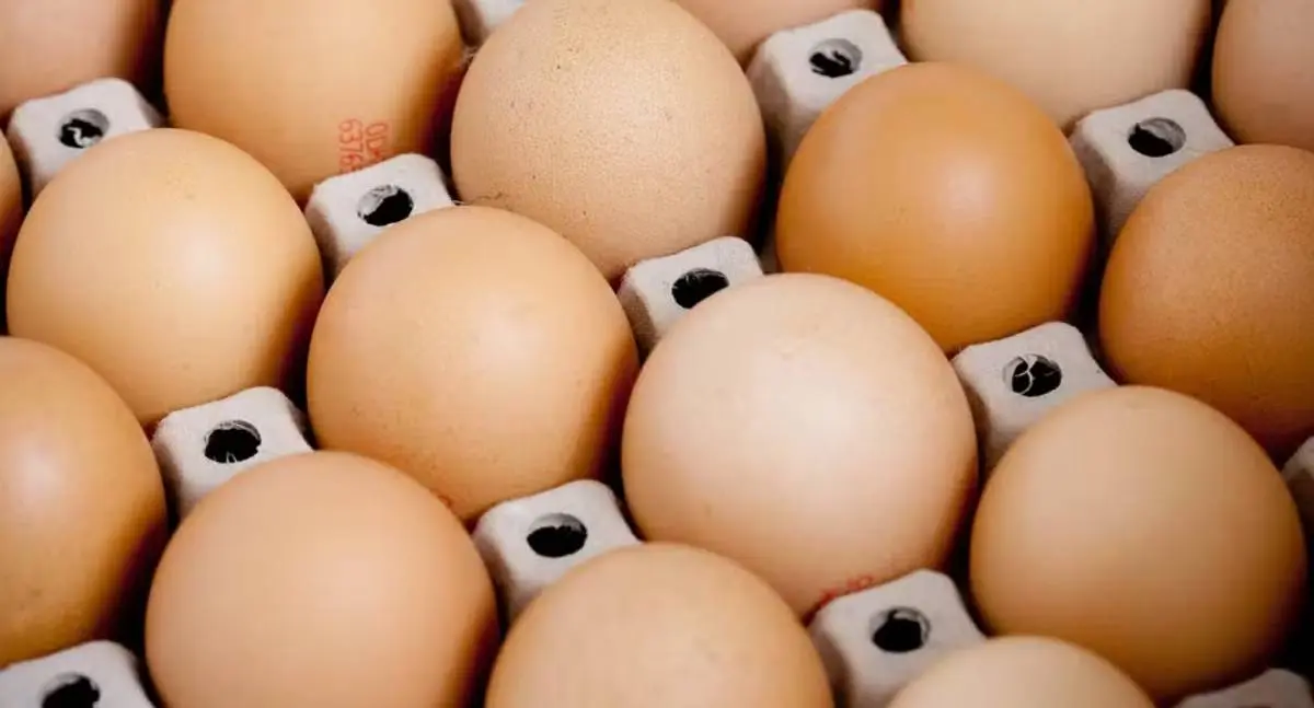 Exportações de frango devem cair, mas vendas de ovos disparam no Brasil